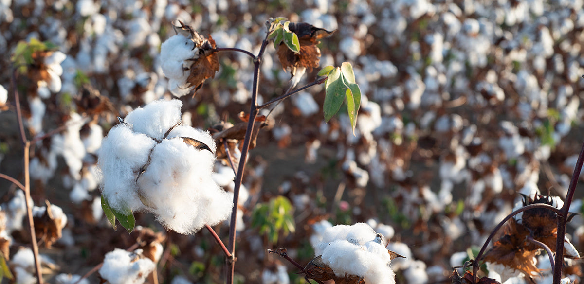 Organic Peruvian Pima Cotton