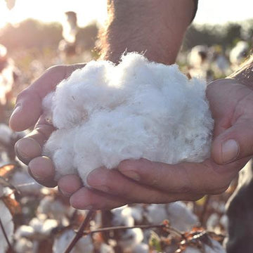 Organic Pima Cotton: the best on earth