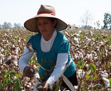 Harvesting the Cotton(10 months ago)