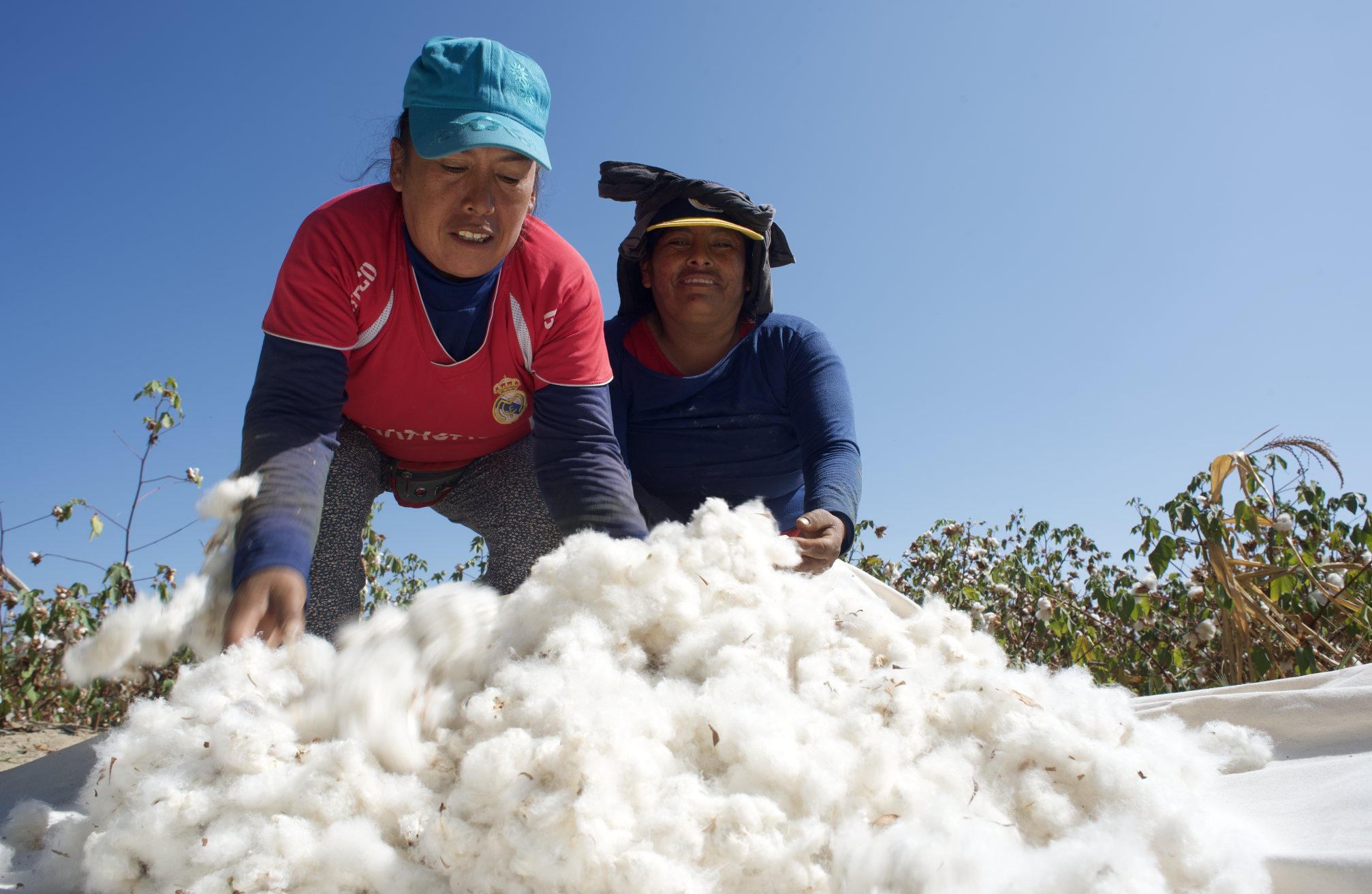 Organic Pima Cotton Harvest