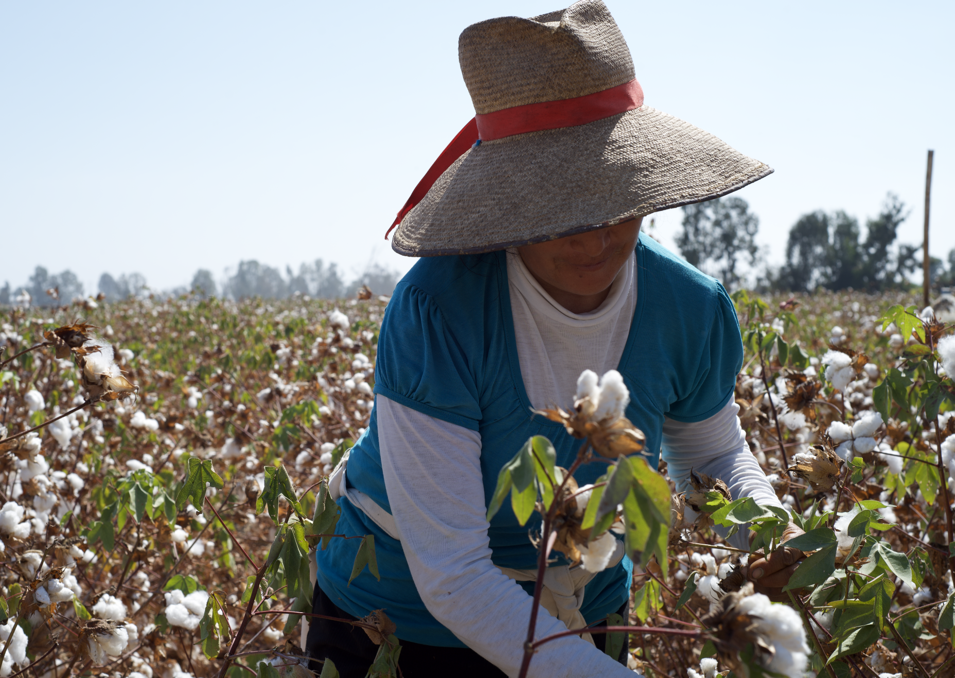 Organic Pima Cotton Field
