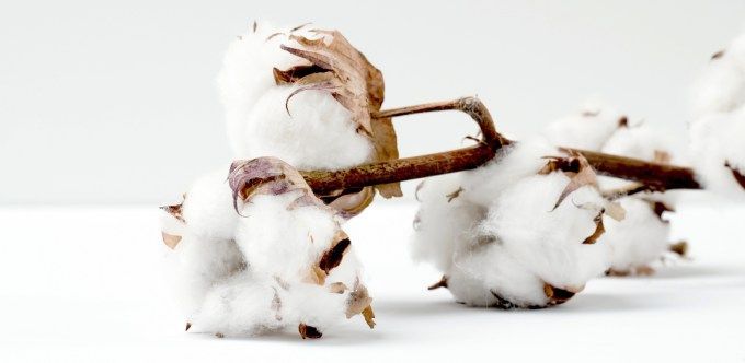 Organic Pima Cotton